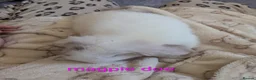 Mini Lop rabbits for sale: Pure bred minilops - Advert 24