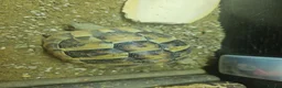 Tortoise reptiles for sale: Hermann tortoises for sale - Advert 3