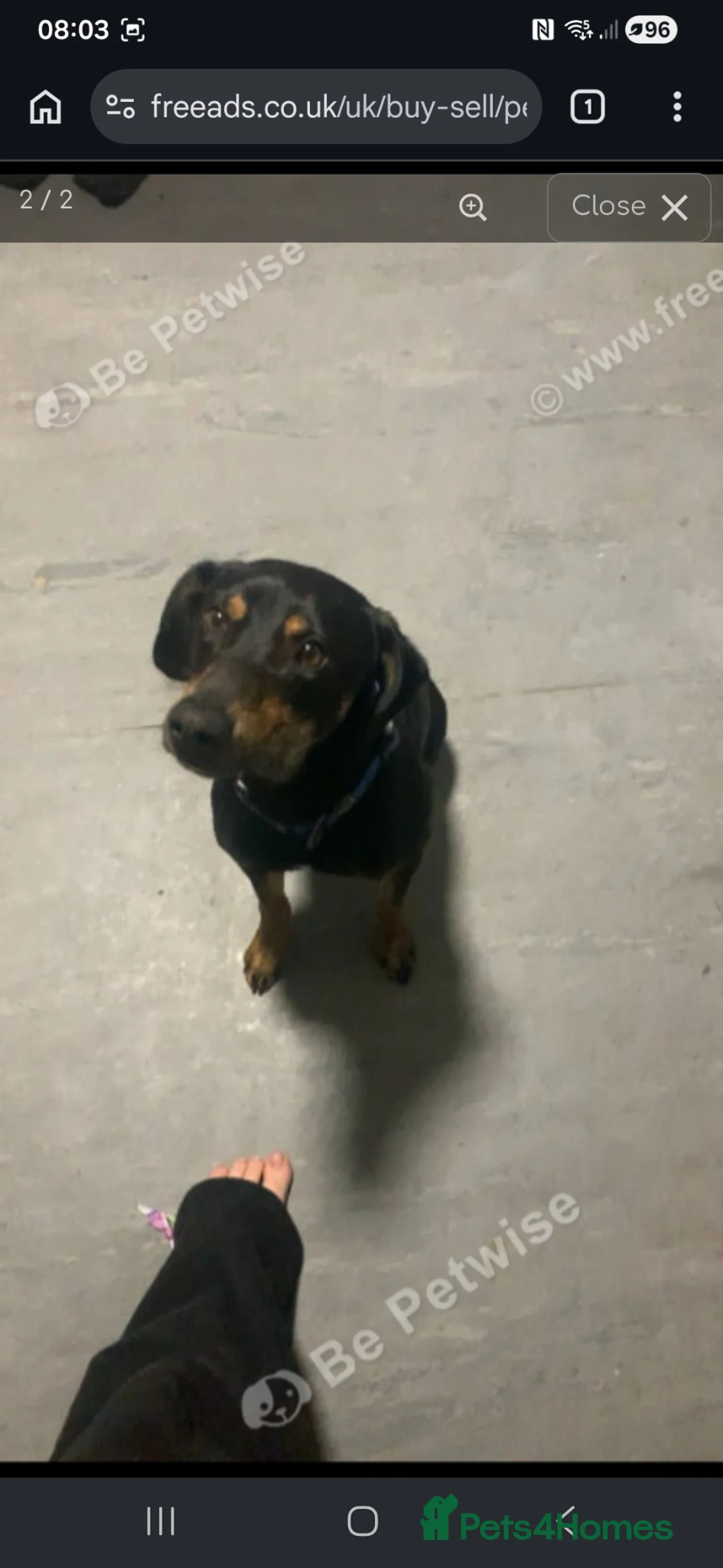 Mixed Breed dogs for sale: 2 year old Male Beagle cross Pincher - Advert 3