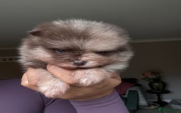 Pomeranian dogs for sale: Lilac and tan, chocolate and tan Pomeranians💜🤎 - Image 3