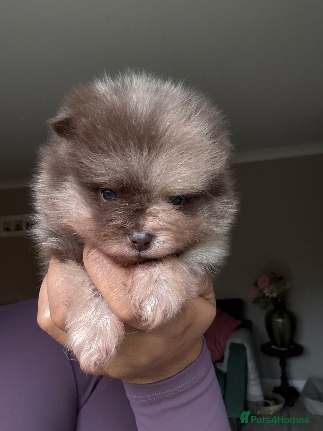 Pomeranian dogs for sale: Lilac and tan, chocolate and tan Pomeranians💜🤎 - Image 3