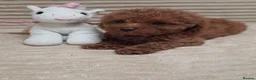 Toy Poodle dogs for sale:  Red Toy Poodle Puppies – Asian Teddy Bear Type in Motherwell - Advert 20