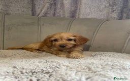 Cockapoo dogs for sale: Beautiful F1 cockapoos ready now  - Image 22