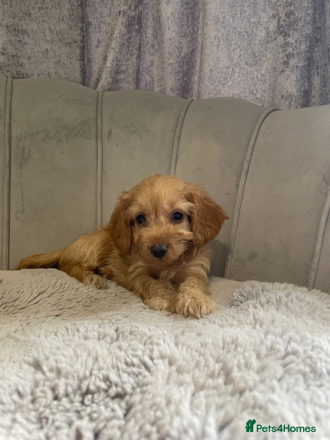 Cockapoo dogs for sale: Beautiful F1 cockapoos ready now  - Image 22