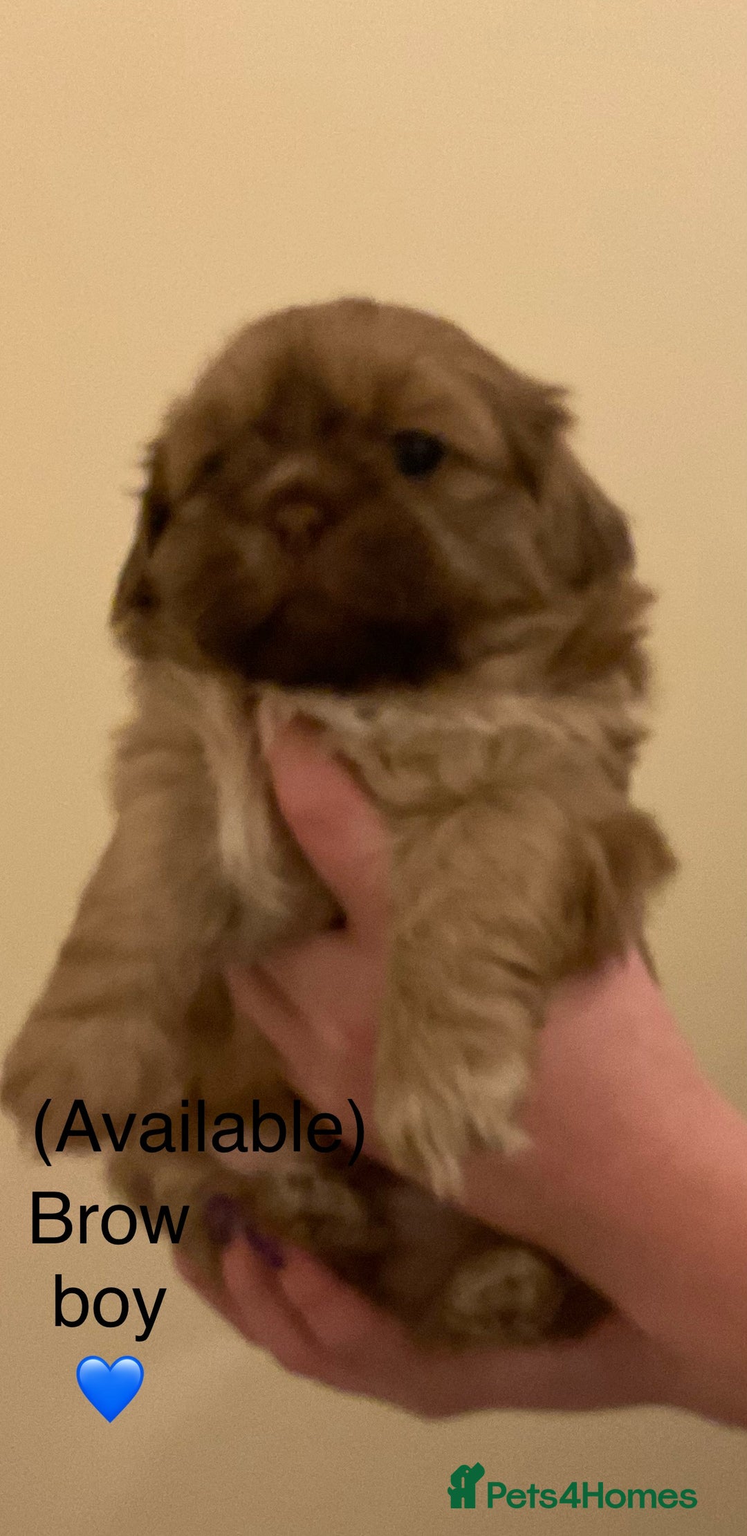 Shih Tzu dogs for sale: Beautiful Shih Tzu pups for sale 💖 - Advert 8