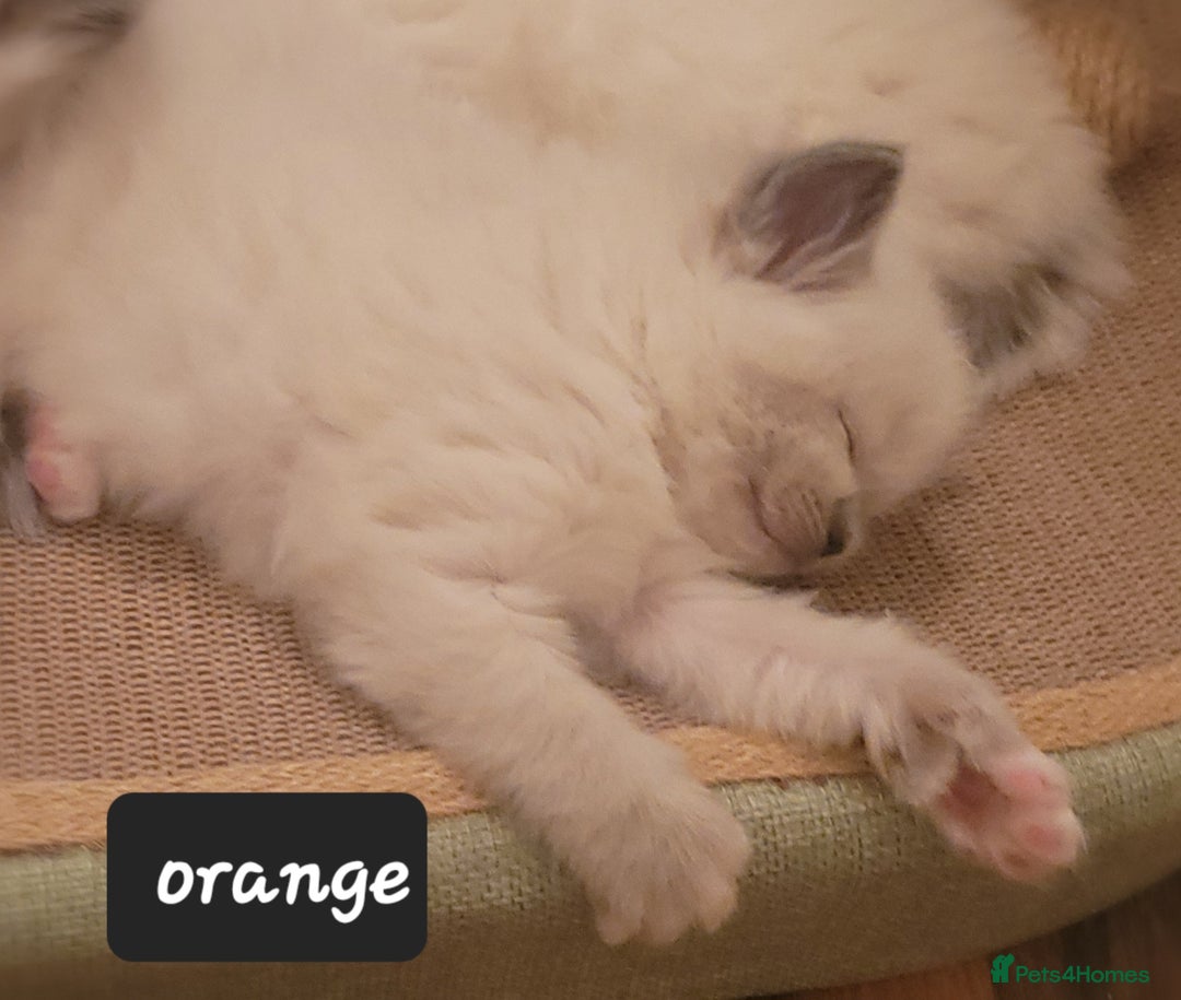 Ragdoll cats for sale: Ragdoll kittens - Advert 1