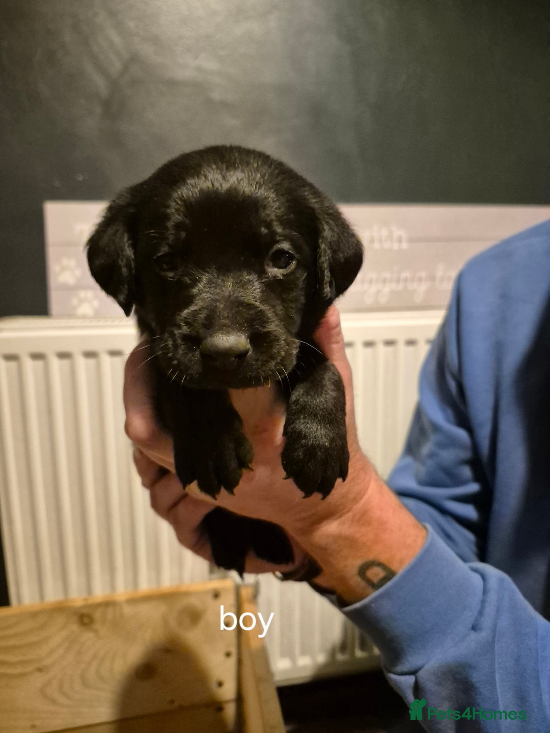 Labrador Retriever dogs for sale: 4 labrador puppies - Image 5