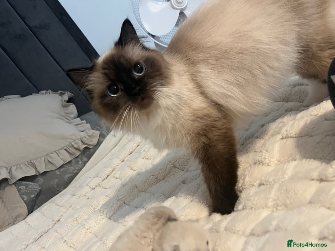 Ragdoll cats for sale: 3 beautiful ragdoll kittens - Image 7