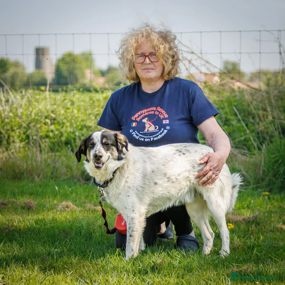 Mixed Breed dogs for adoption: Oreo - In Foster UK - Advert 3