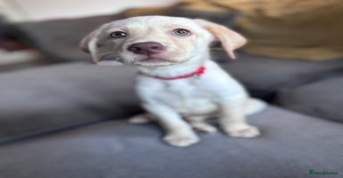 Labrador Retriever dogs in Aylesbury - Advert 2