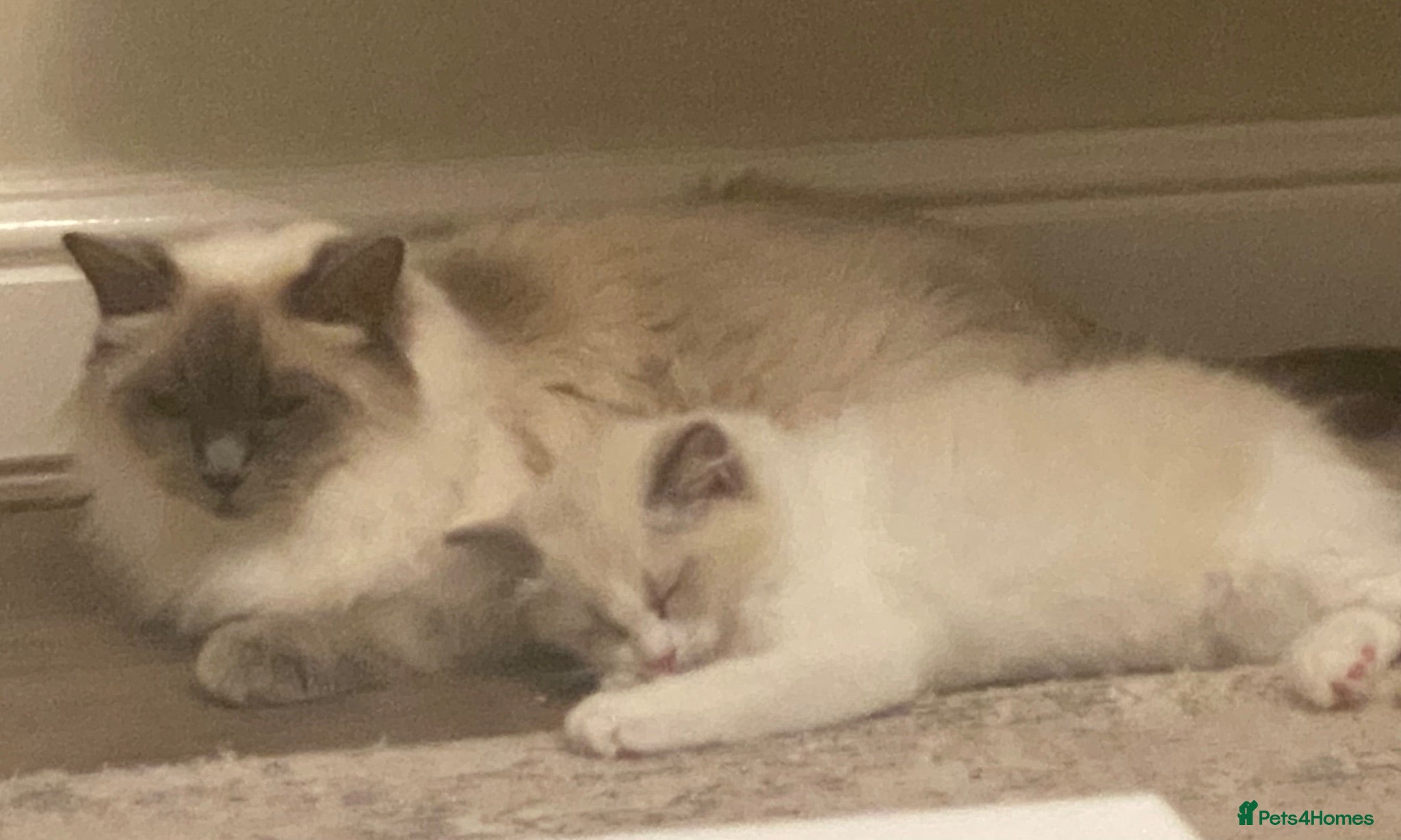 Ragdoll cats Ready to go now. Male bicolour ragdoll kitten - Advert 1