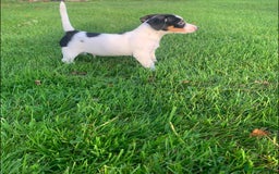 Jack Russell dogs for sale: Traditional Jack Russell's for sale - Image 2