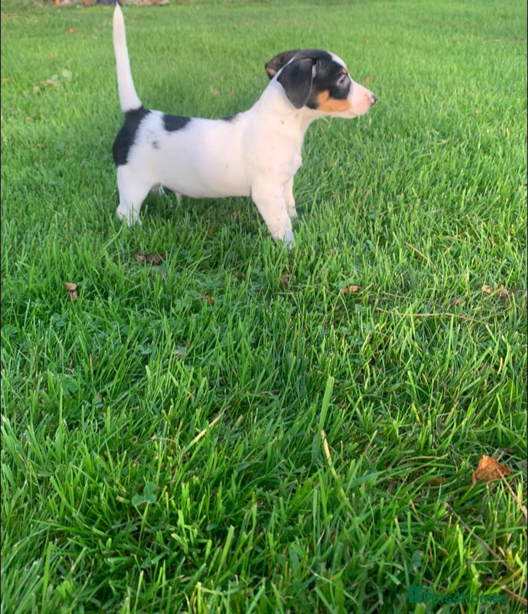 Jack Russell dogs for sale: Traditional Jack Russell's for sale - Image 2