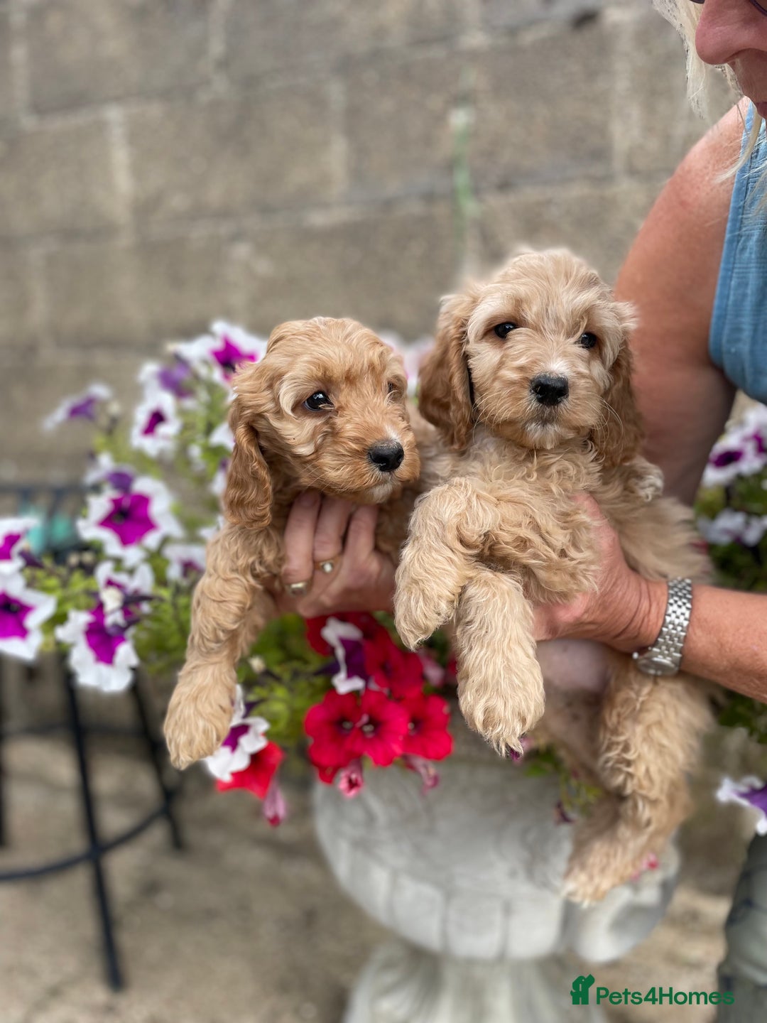Cockapoo dogs for sale: QUALITY SMALL COCKERPOOS. - Image 16