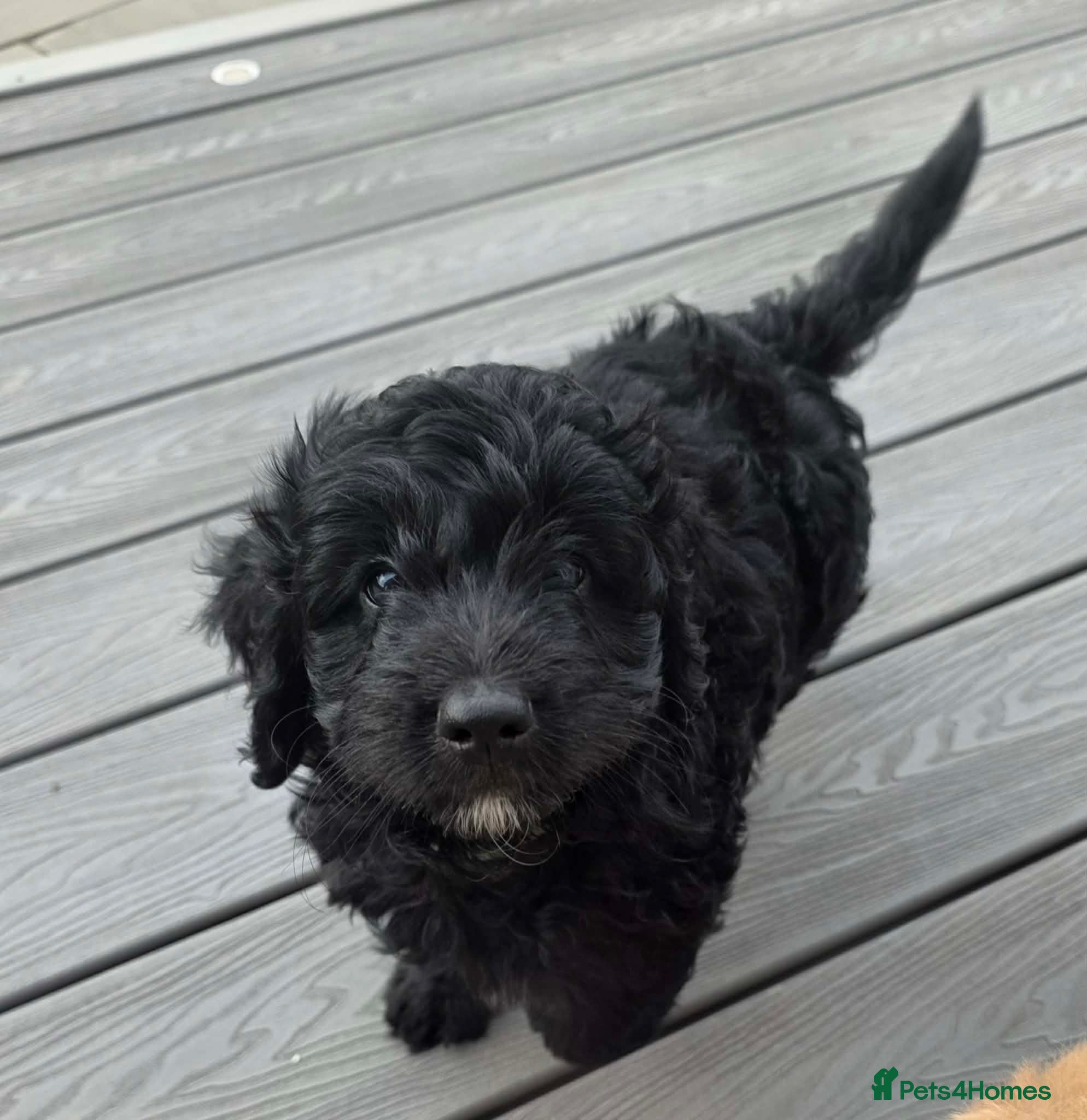Cockapoo dogs Hawarden puppies 🐶  - Advert 2