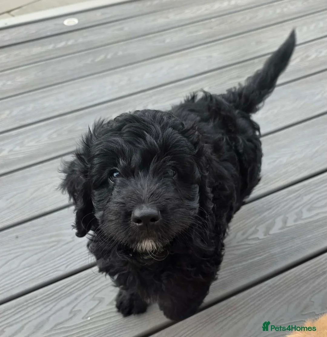 Cockapoo dogs for sale: Hawarden puppies 🐶  - Advert 2