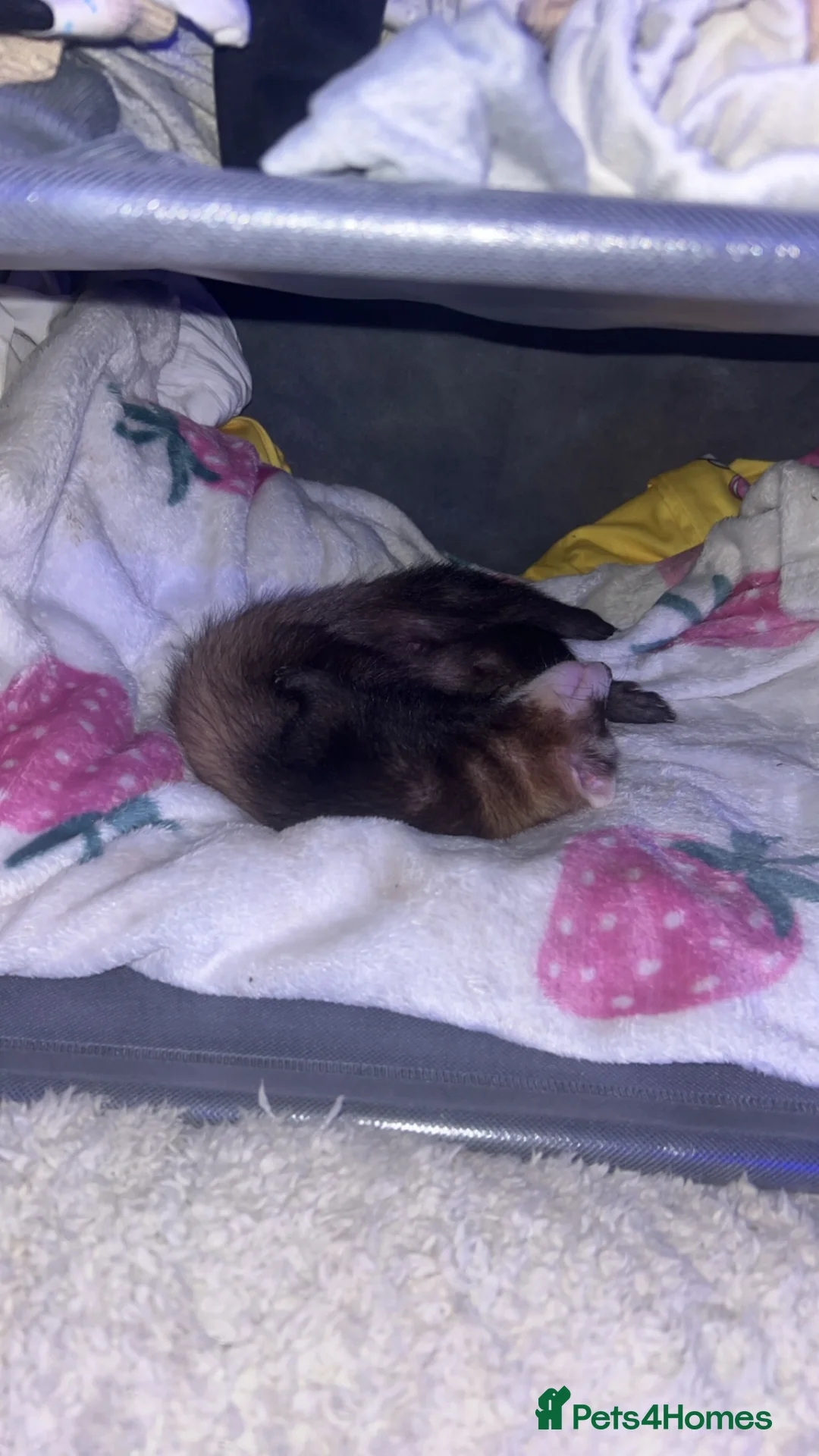 Ferret rodents for sale: Male ferret for sale  in Accrington - Advert 2