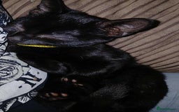 Mixed Breed cats for sale: Female Black 4 months old - Image 3