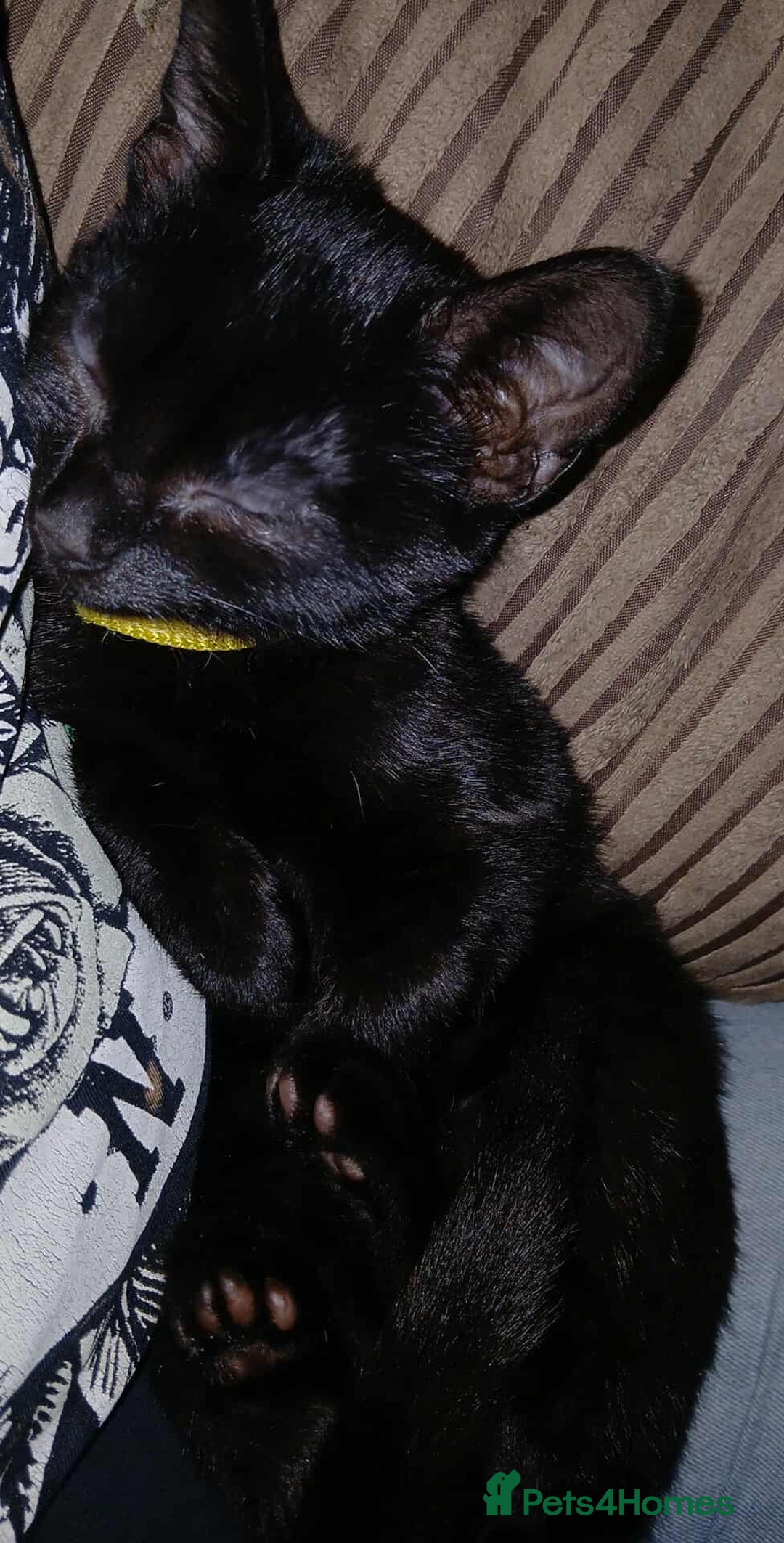 Mixed Breed cats for sale: Female Black 4 months old - Image 3