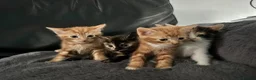 Mixed Breed cats for sale: Kittens ready now - Advert 6
