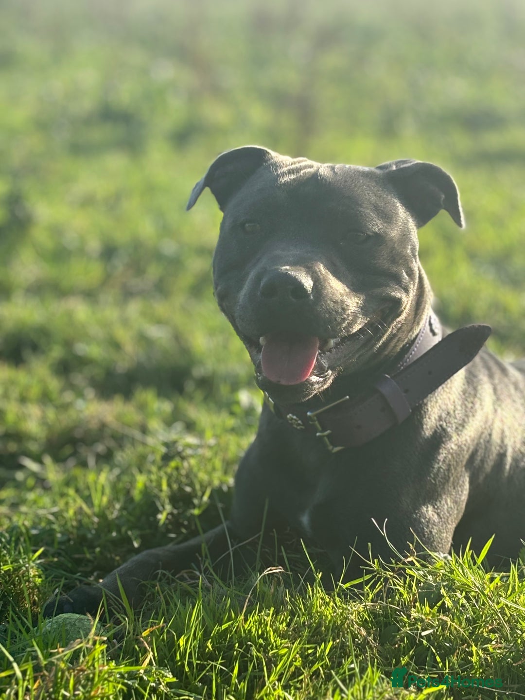 Staffordshire Bull Terrier dogs for stud: Beautiful healthy pedigree stud  - Advert 2