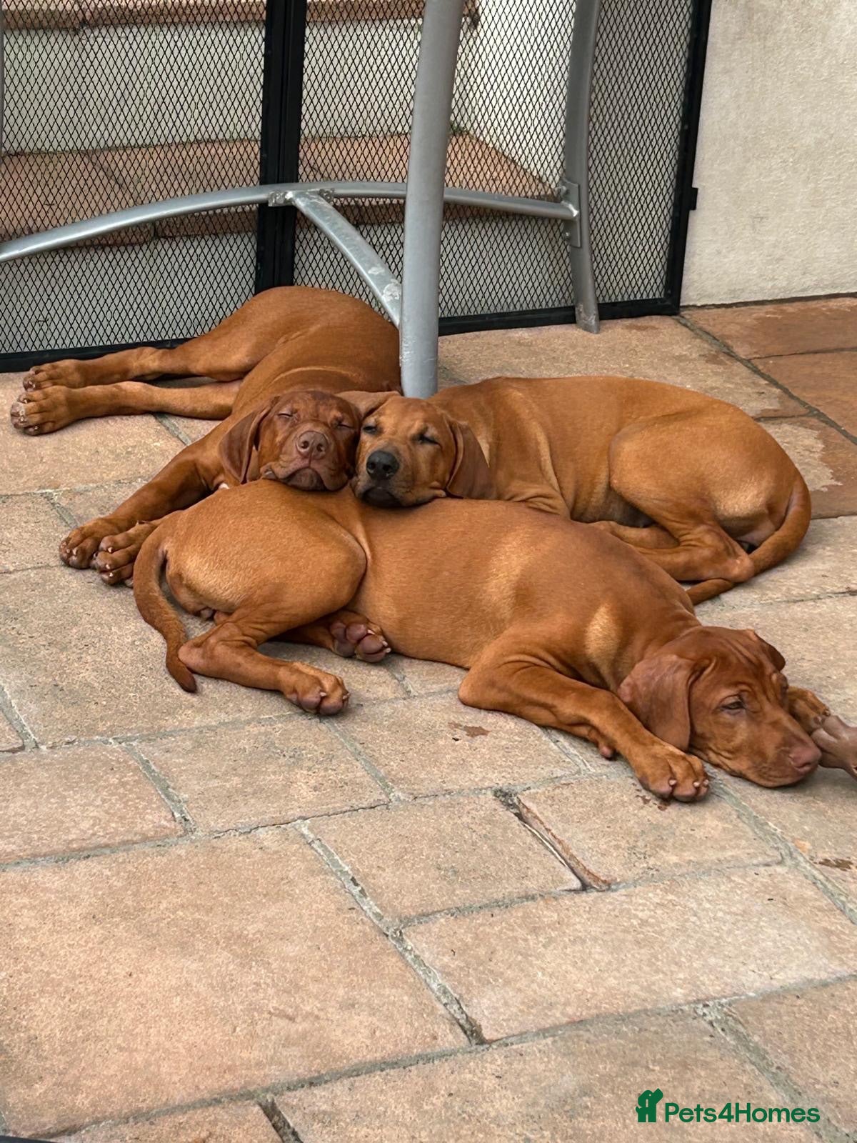 Rhodesian Ridgeback dogs KC Registered RR Ready for forever Homes 1st July - Advert 2