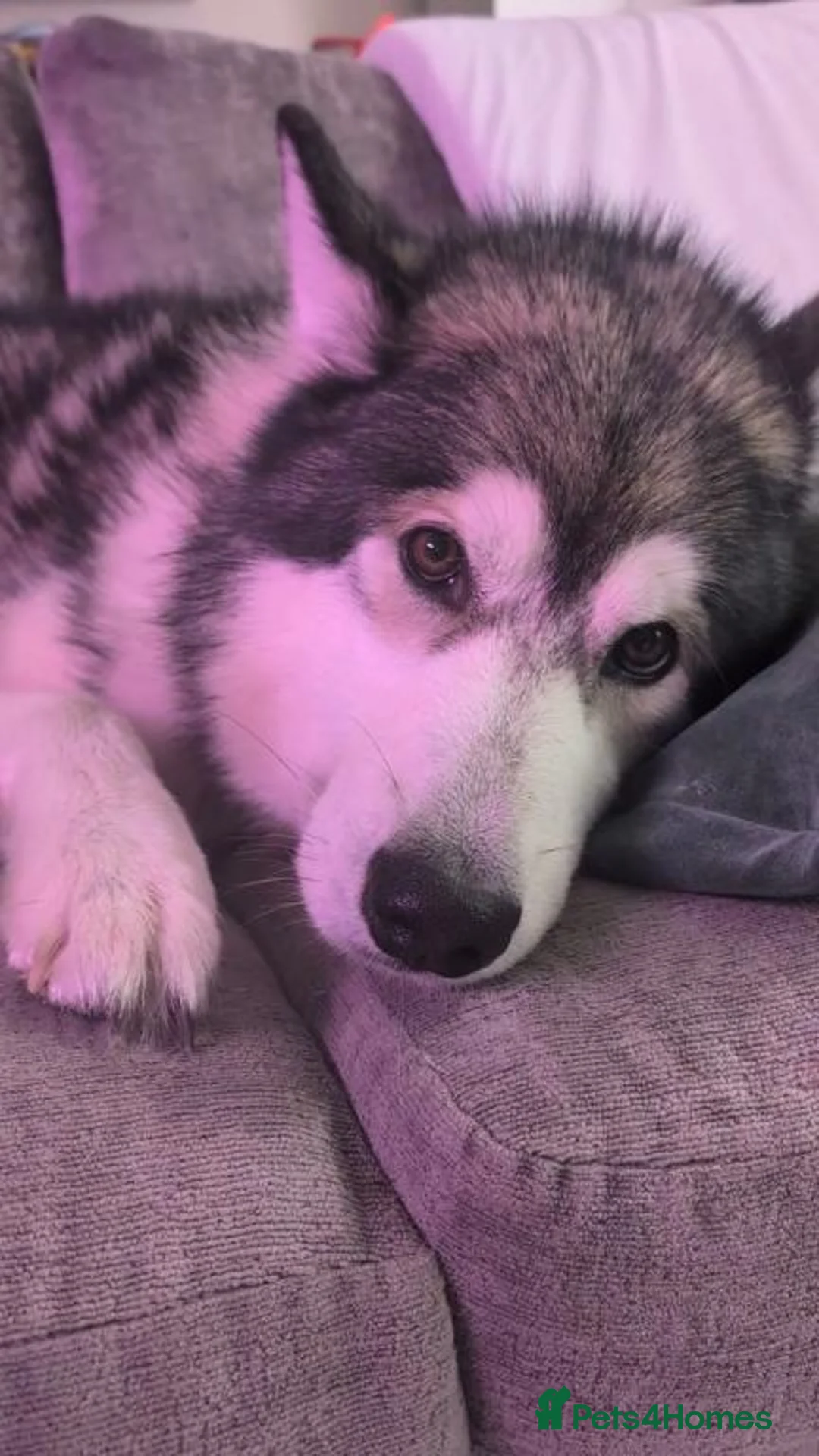 Alaskan Malamute dogs for stud: Alaskan Malamute to Stud - Monty! in Nottingham - Advert 1