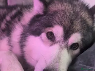 Alaskan Malamute dogs Alaskan Malamute to Stud - Monty! - Advert 1