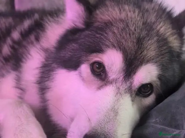 Alaskan Malamute dogs Alaskan Malamute to Stud - Monty! - Advert 1