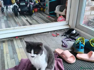 British Shorthair cats Brother and sister kitten - Advert 1