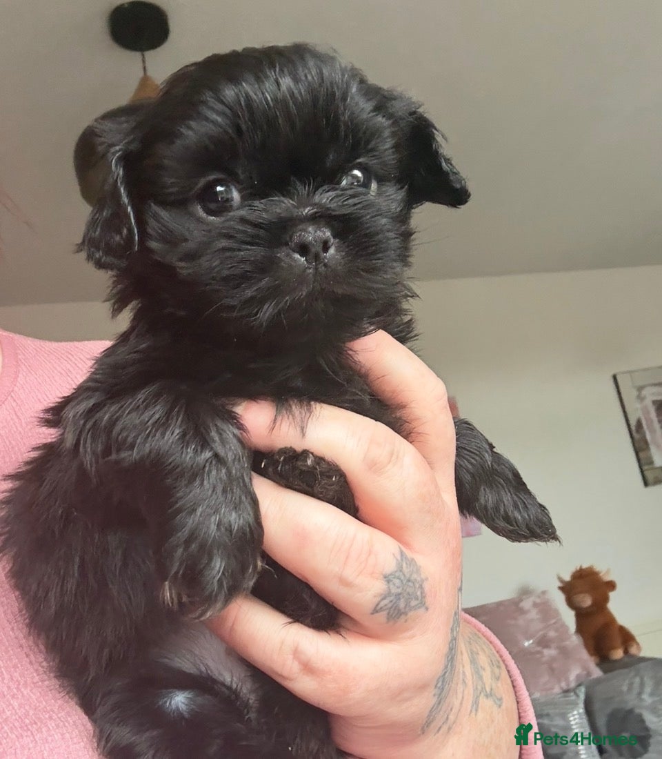 Shih Tzu dogs Puppies Ready Now - Advert 1