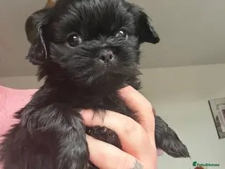 Shih Tzu dogs for sale: Puppies Ready Now - Advert 3