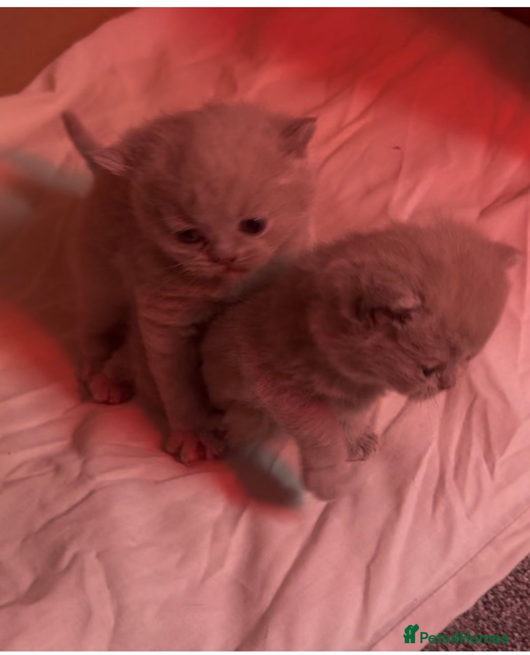 British Shorthair cats for sale: Stunning pure British shorthair kittens - Image 2