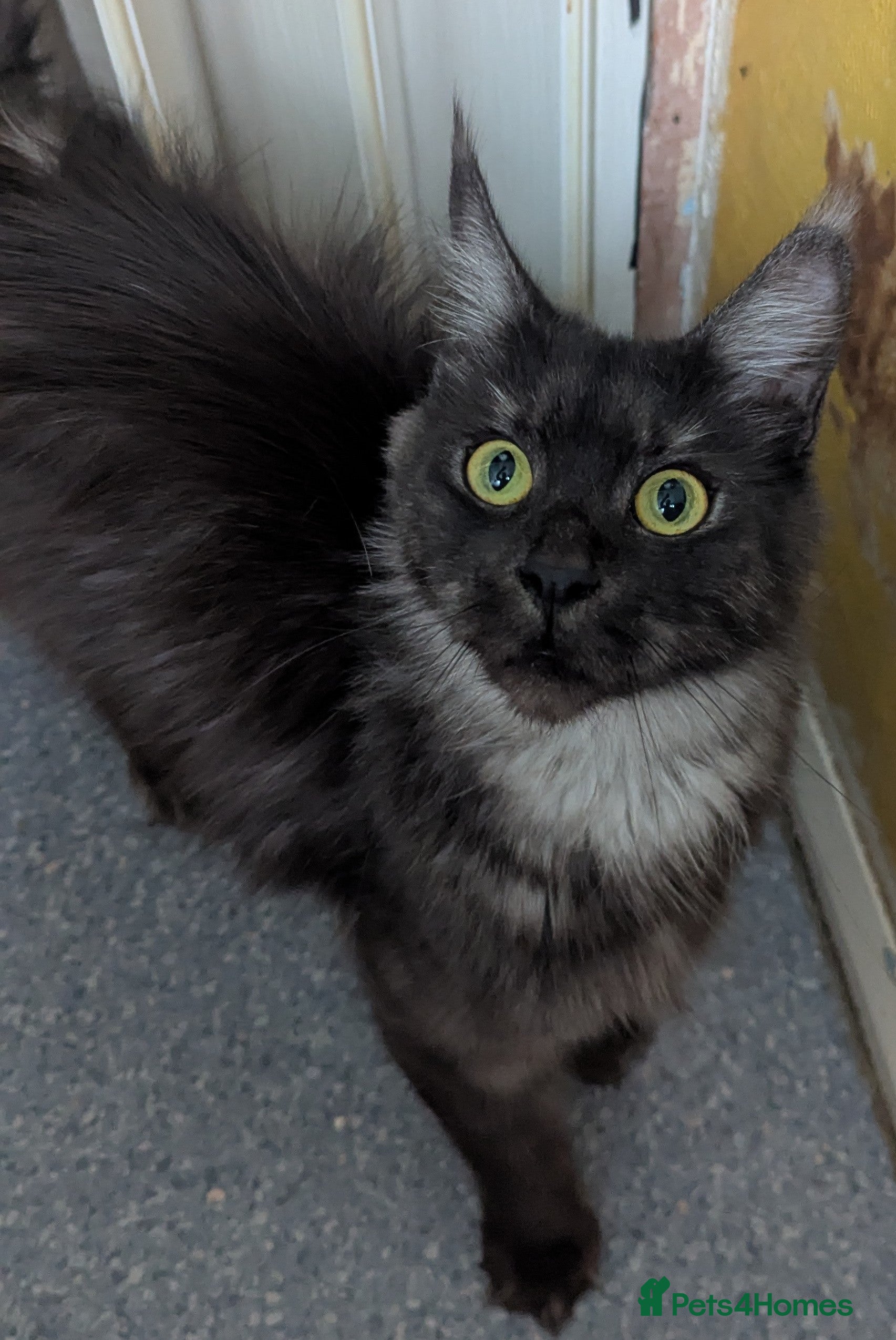 Maine Coon cats Possibly pregnant Maine coon seeking a quiet home - Advert 1