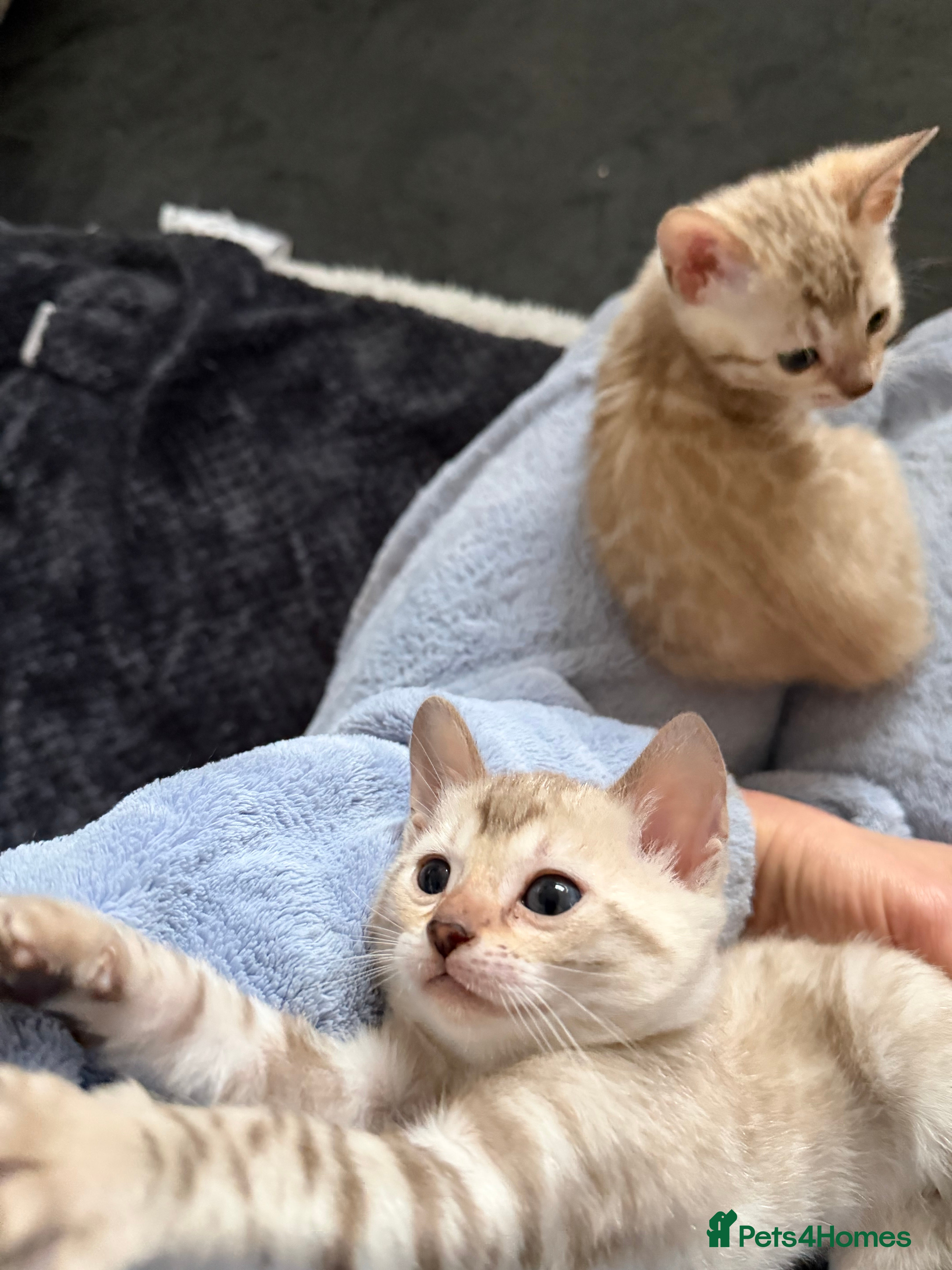 Bengal cats TICA Registered Snow Lynx Bengals, 5 Gen Pedigree! - Advert 3