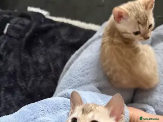 Bengal cats TICA Registered Snow Lynx Bengals, 5 Gen Pedigree! - Advert 3