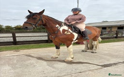 Irish Draught horses for sale: ID X  - Image 7