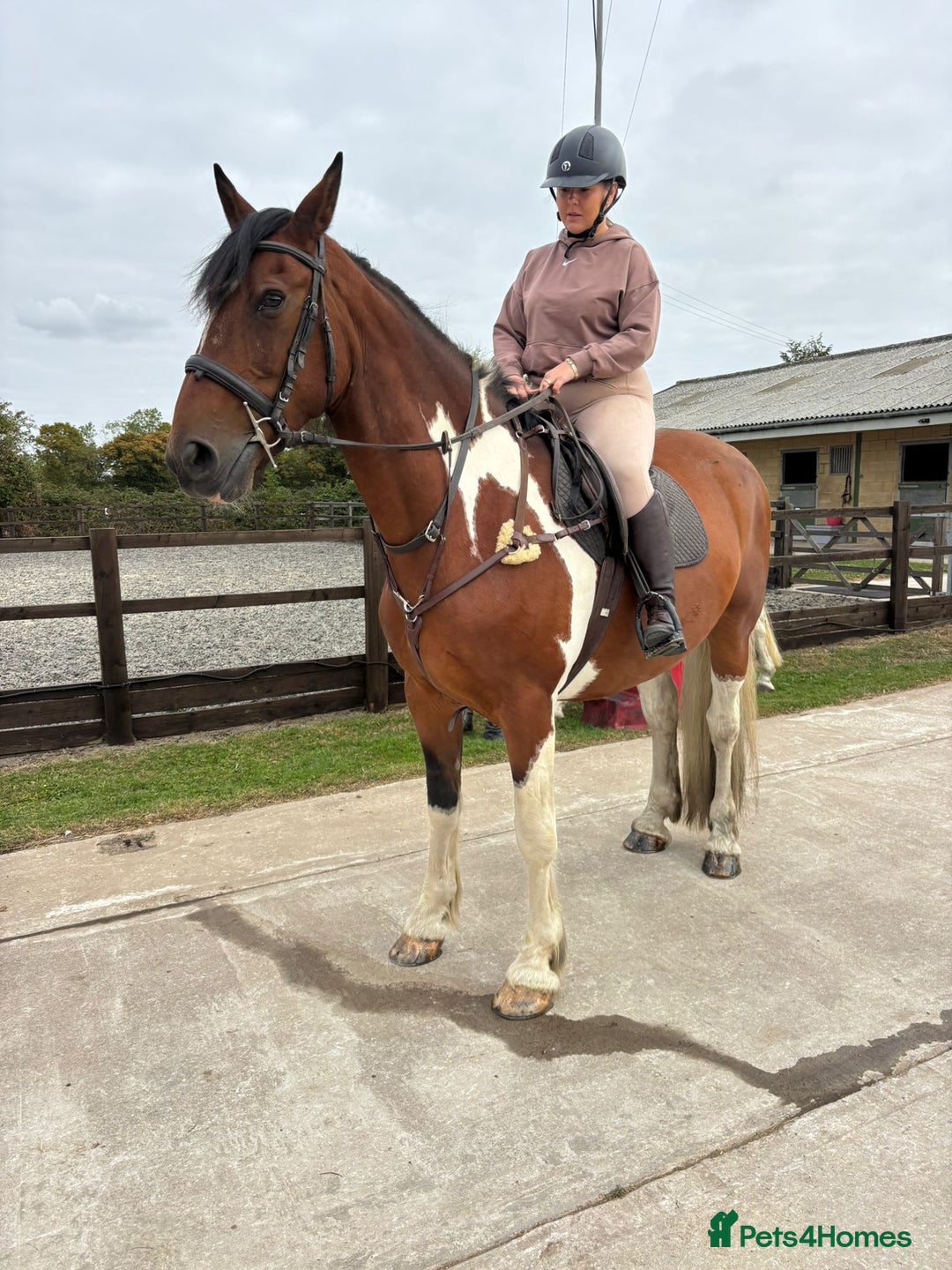Irish Draught horses for sale: ID X  - Image 7