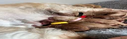 Cockapoo dogs for stud: Stunning Fully Health Tested F2b Cockapoo Proven ! - Advert 10