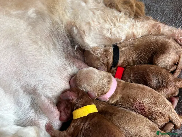 Cockapoo dogs for stud: Stunning Fully Health Tested F2b Cockapoo Proven ! - Advert 2