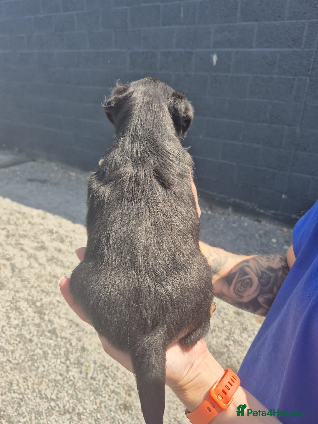 Border Terrier dogs for sale: Border Terrier Pups Bramblebee Double Trouble  - Image 3