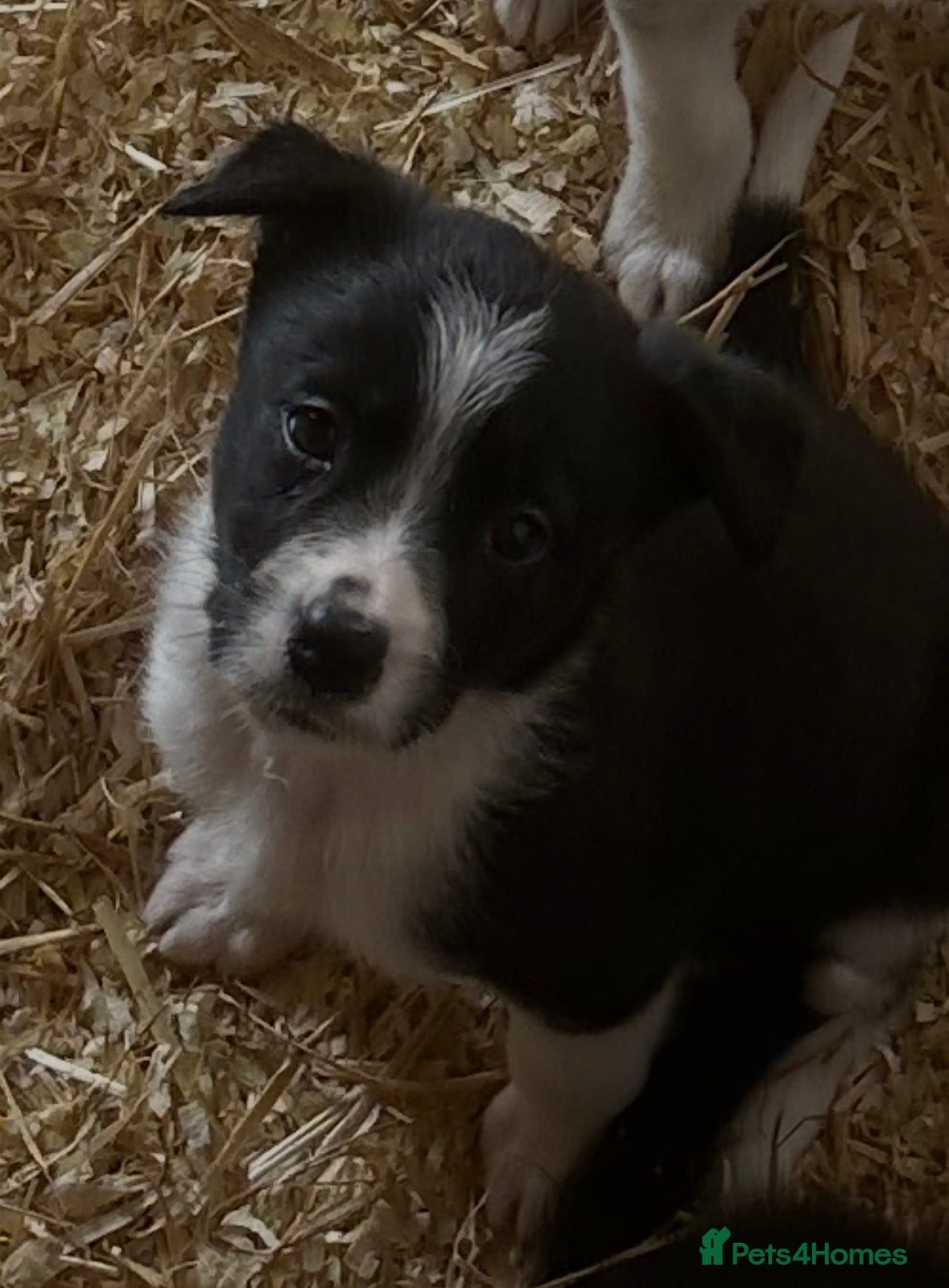 Border Collie dogs for sale: Beautiful Border Collie Puppies  - Advert 6