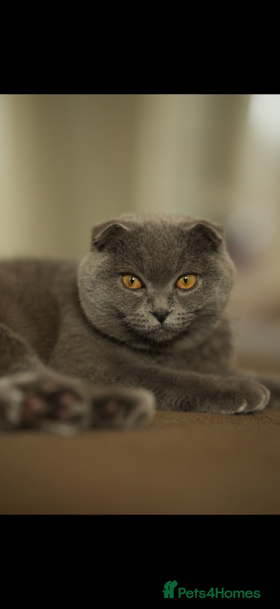 Scottish Fold cats Female Scottish Fold Kitten for Sale 🐱 - Advert 5
