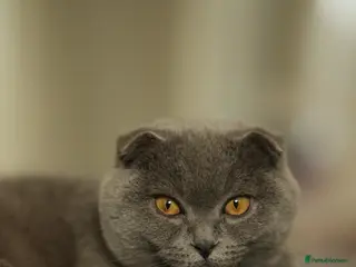 Scottish Fold cats Female Scottish Fold Kitten for Sale 🐱 - Advert 5