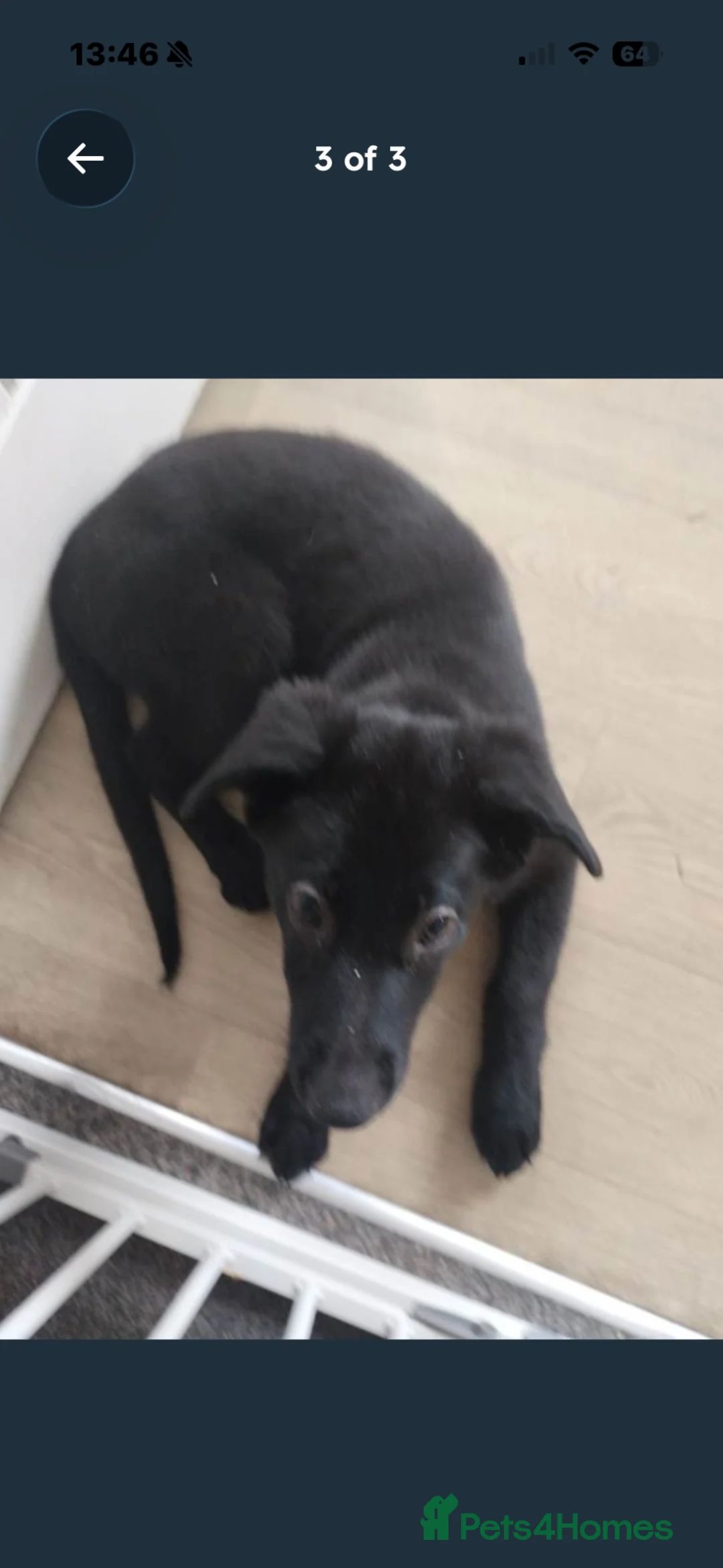 German Shepherd dogs for sale: Poppy - Advert 4