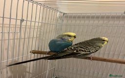 Budgerigars birds for sale: budgerigars - Image 1