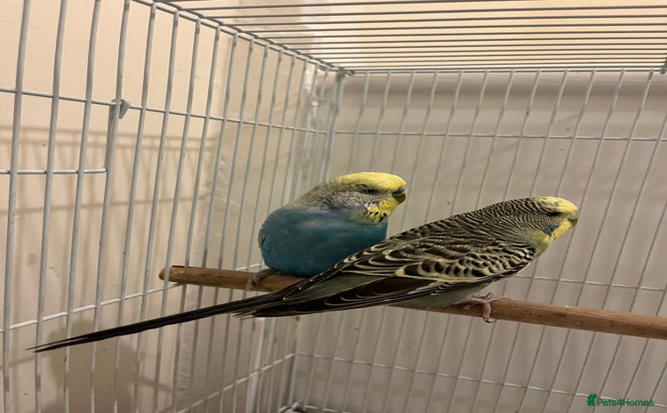 Budgerigars birds - Advert 1