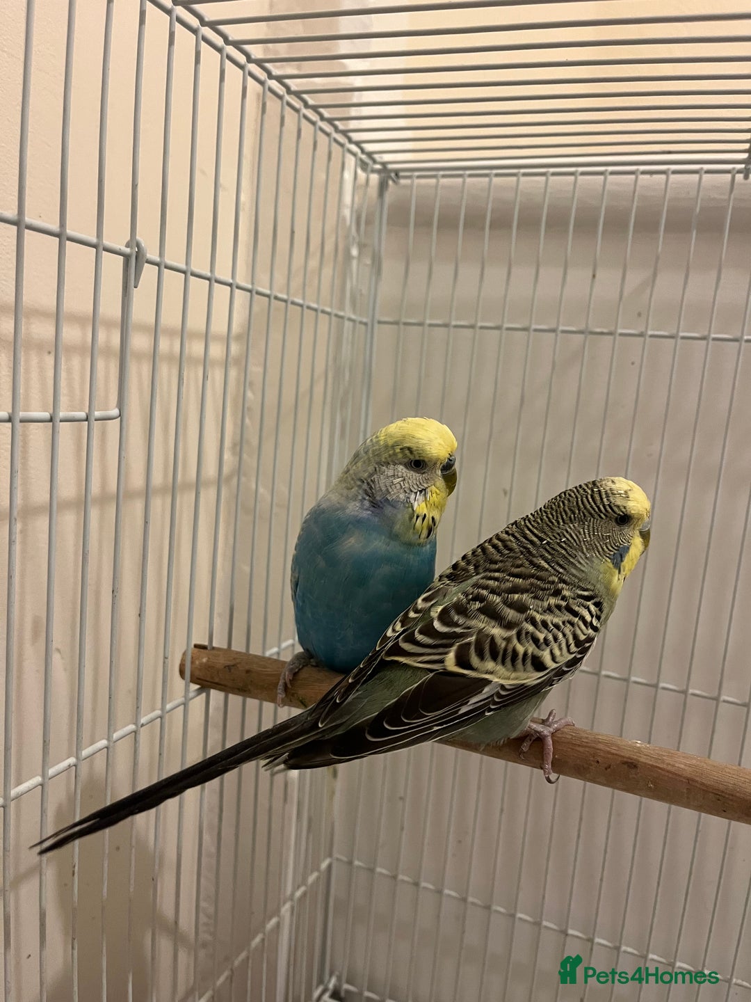 Budgerigars birds for sale: budgerigars - Image 1