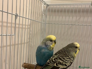 Budgerigars birds - Advert 14