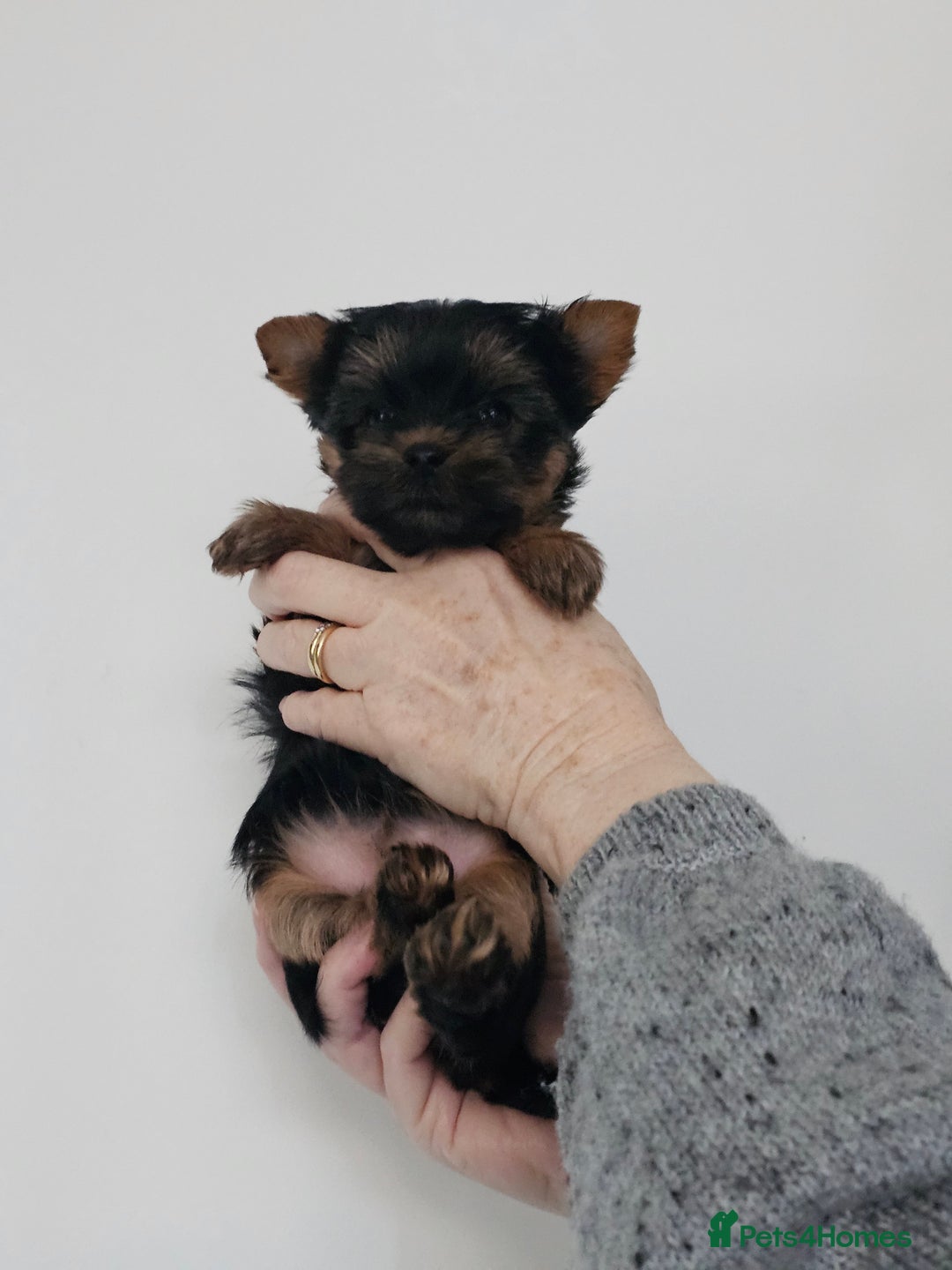 Yorkshire Terrier dogs for sale: Beautiful Quality Yorkshire Terrier Litter  - Advert 9